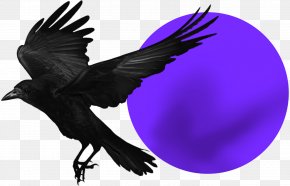Bird - Rook American Crow Bird Common Raven Stock Photography PNG