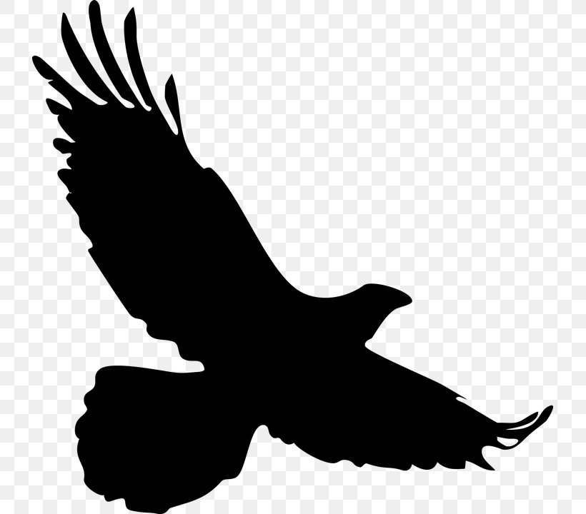 Bald Eagle Clip Art Bird, PNG, 729x720px, Bald Eagle, Accipitridae, Accipitriformes, Animal, Beak Download Free