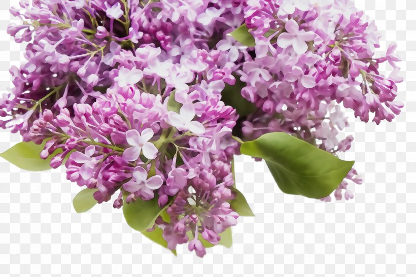 Flower Lilac Plant Cut Flowers Lilac, PNG, 2448x1632px, Watercolor, Bouquet, Cut Flowers, Flower, Flowering Plant Download Free