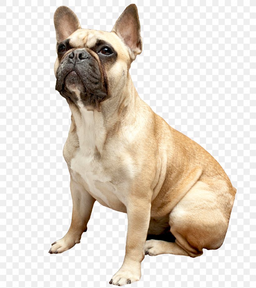 French Bulldog Olde English Bulldogge Toy Bulldog Old English Bulldog, PNG, 960x1080px, French Bulldog, Animal, Bulldog, Bulldog Breeds, Canidae Download Free