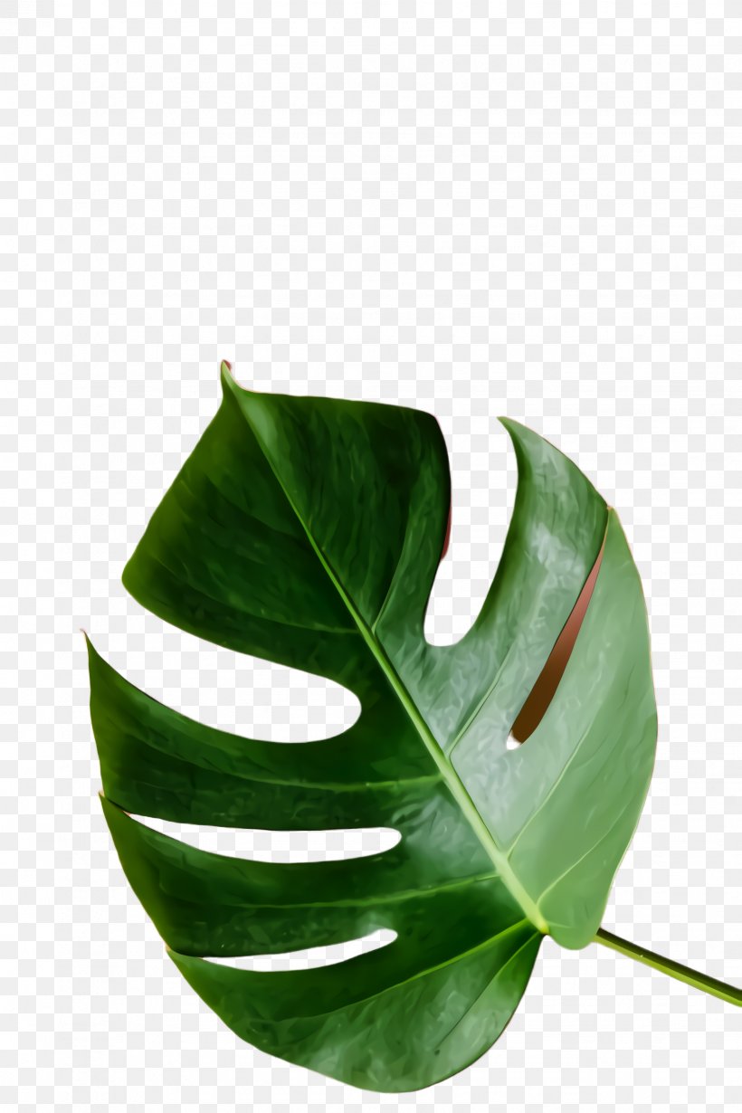 Green Leaf Background, PNG, 1632x2448px, Monstera Leaf, Alismatales, Anthurium, Flower, Green Download Free