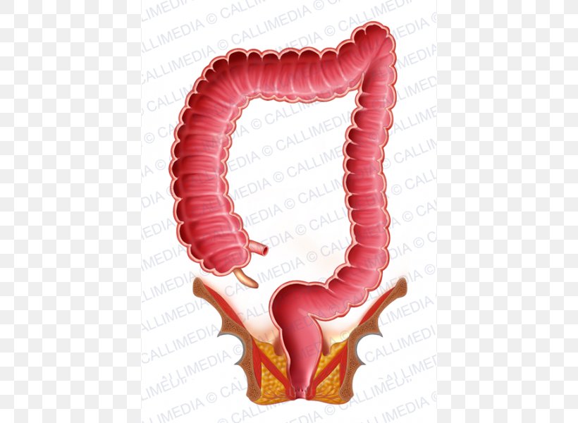 Large Intestine Rectum Small Intestine Digestion, PNG, 600x600px, Watercolor, Cartoon, Flower, Frame, Heart Download Free