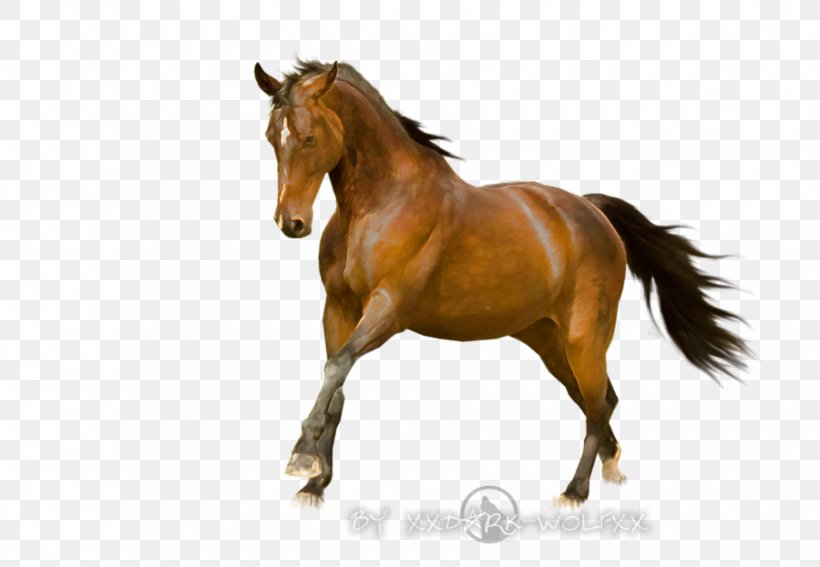 Mustang Mane Palomino Stallion Mare, PNG, 900x623px, Mustang, Black, Bridle, Horse, Horse Like Mammal Download Free