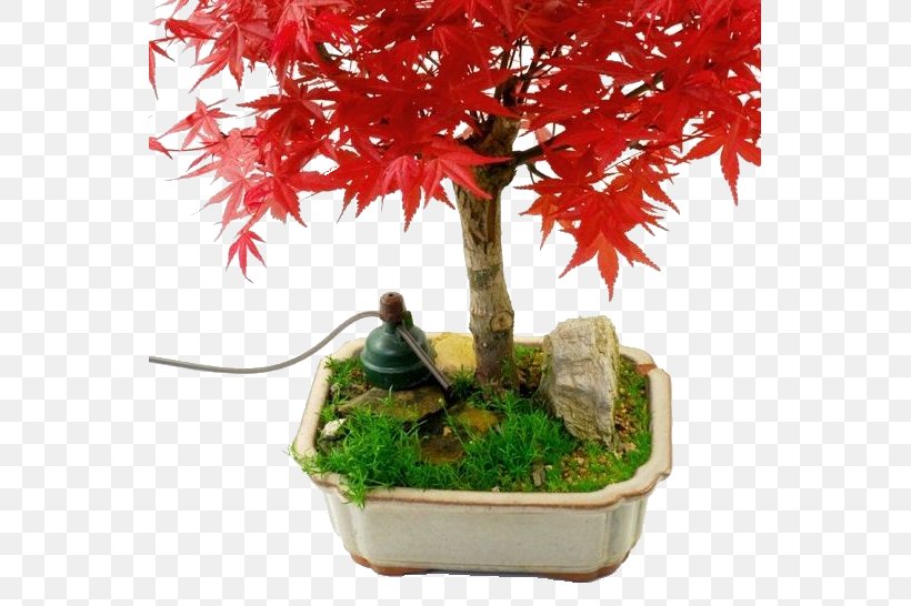 Bonsai Sensor Irrigation System Flowerpot, PNG, 551x546px, Bonsai, Ceramic, Counter, Dwg, Flowerpot Download Free