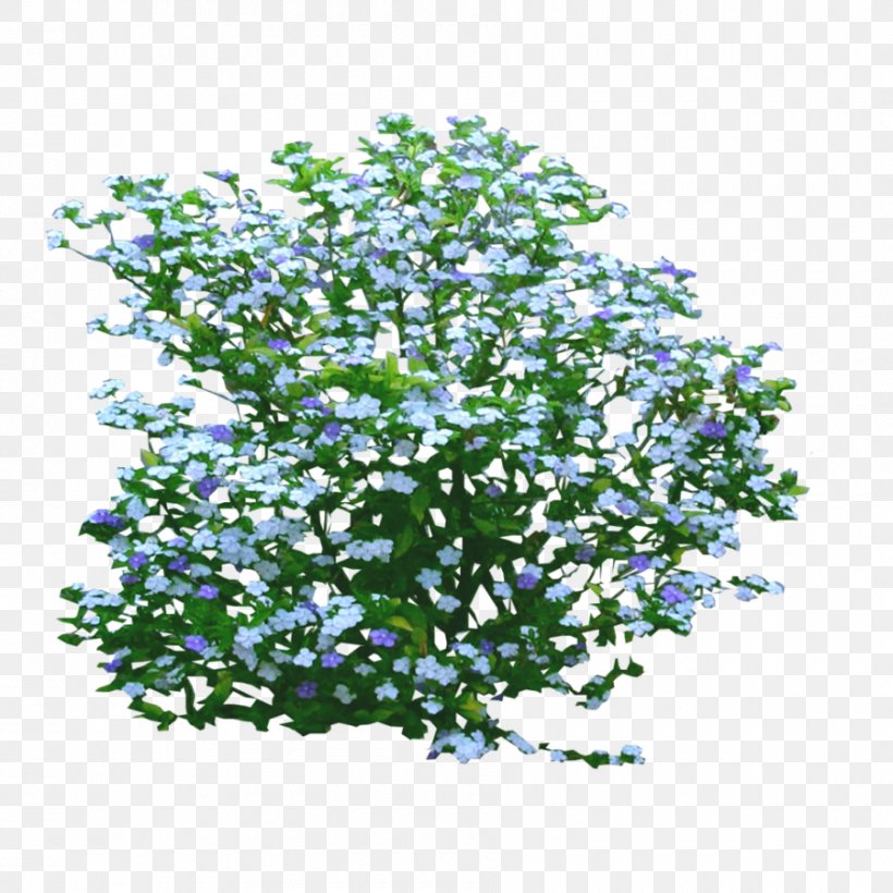 Brunfelsia Pauciflora Shrub Flower, PNG, 900x900px, Brunfelsia Pauciflora, Branch, Brunfelsia, Color, Flower Download Free