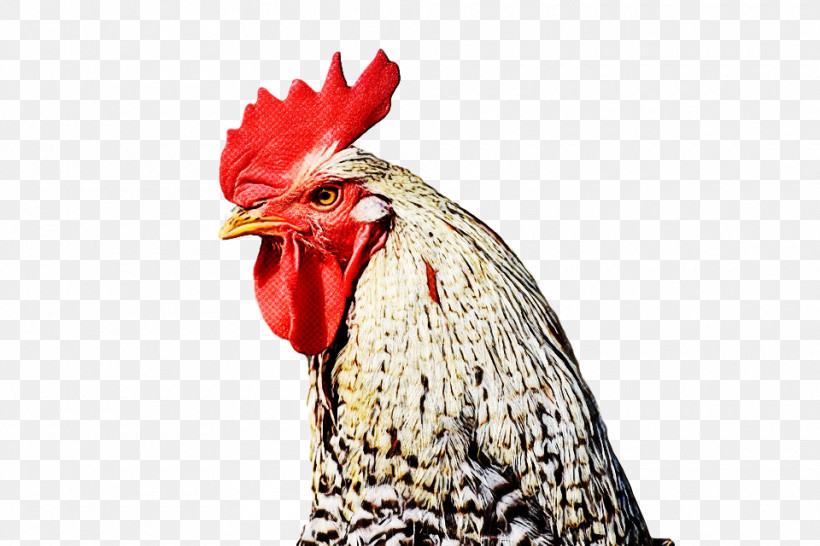 Chicken Rooster Bird Beak Comb, PNG, 960x640px, Chicken, Beak, Bird, Bird Supply, Comb Download Free