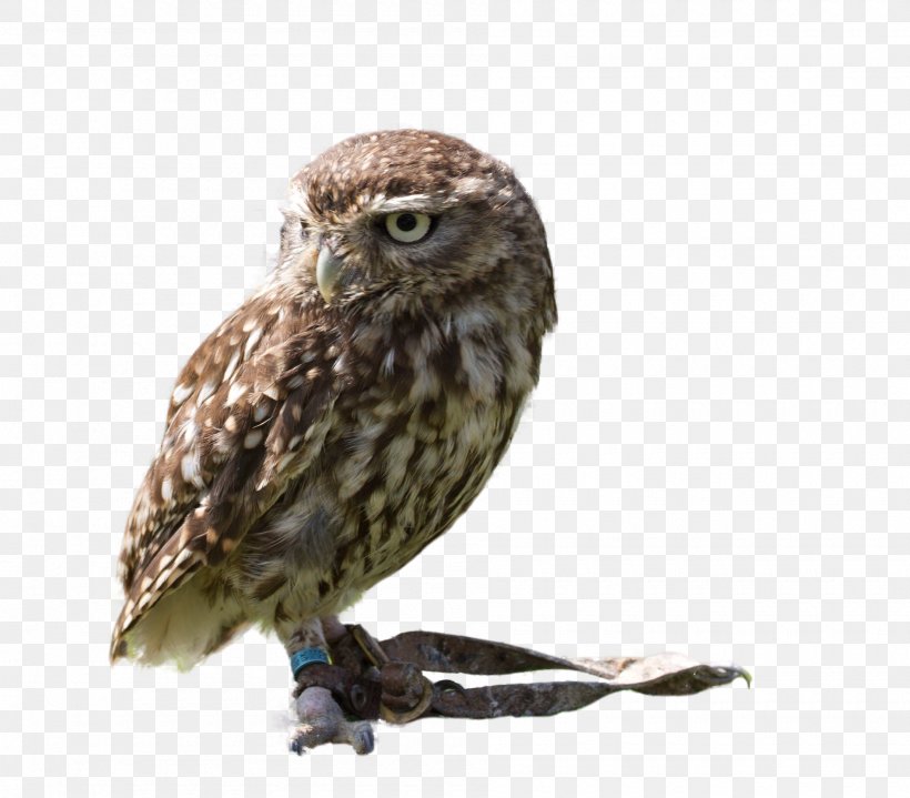 Great Grey Owl Bird Eurasian Eagle-owl Gulls, PNG, 1900x1666px, Owl, Bbcode, Beak, Bird, Bird Of Prey Download Free