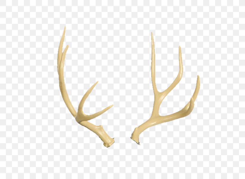 Reindeer Antler Moose Horn, PNG, 600x600px, 3d Wild Boar, Deer, Antler, Cougar, Elk Download Free