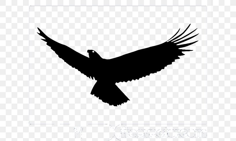 Bald Eagle Bird Flight, PNG, 700x490px, Bald Eagle, Accipitriformes, Beak, Bird, Bird Of Prey Download Free