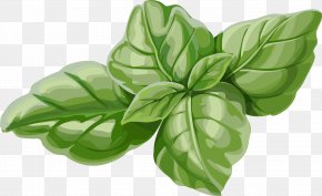 Vector Mint Leaves 1 - Basil Mint Euclidean Vector PNG