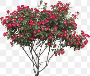 Red Flower - Flower Tree Shrub Clip Art PNG