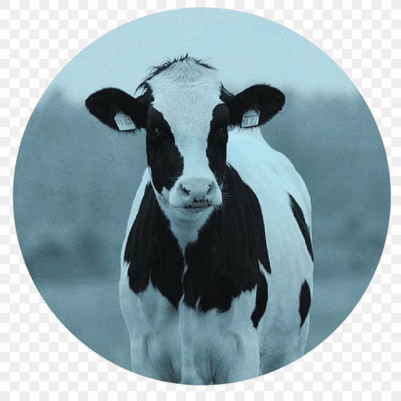 Holstein Friesian Cattle Beef Cattle Milk Dairy Cattle Dairy Farming, PNG, 1263x1263px, Holstein Friesian Cattle, Beef Cattle, Cattle, Cattle Feeding, Cattle Like Mammal Download Free