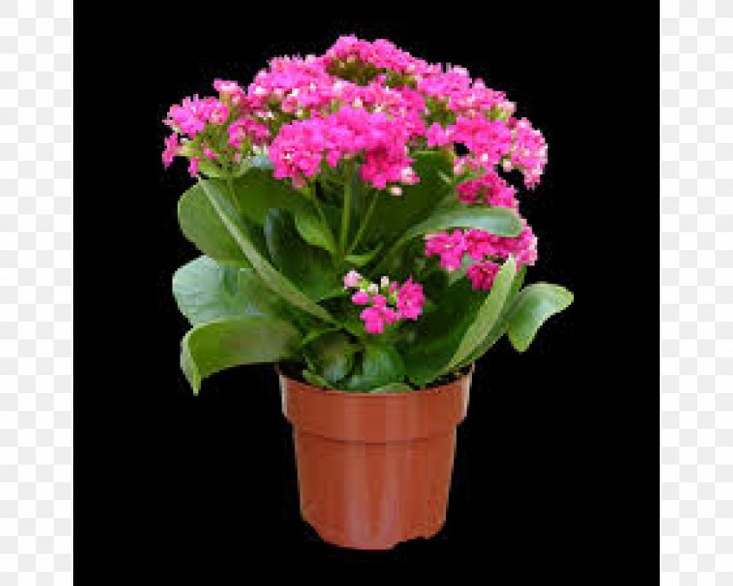 Flower - Primrose Flowerpot Widow's-thrill Plant PNG