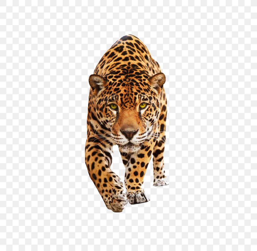 Tiger, PNG, 800x800px, Jaguar, Animal, Big Cat, Big Cats, Black Panther Download Free