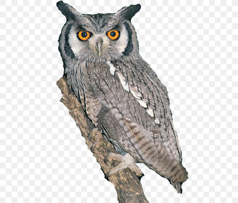 Great Grey Owl Fauna Beak Highway M01, PNG, 495x699px, Great Grey Owl, Beak, Bird, Bird Of Prey, Conflict Download Free