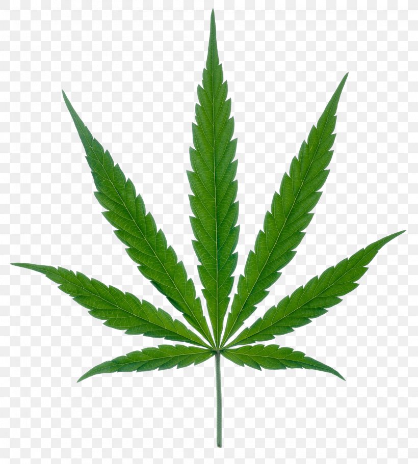 Medical Cannabis Leaf Marijuana Clip Art, PNG, 1988x2210px, Cannabis, Cannabis Cultivation, Cannabis Ruderalis, Cannabis Sativa, Hemp Download Free