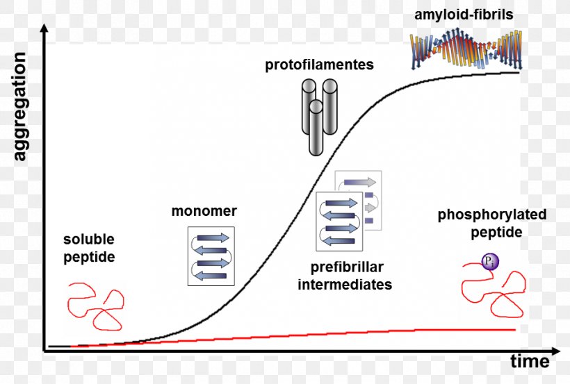 Peptide Protein Phosphorylation Amyloid Conformational Isomerism, PNG, 964x651px, Peptide, Adoption, Amyloid, Area, Biology Download Free