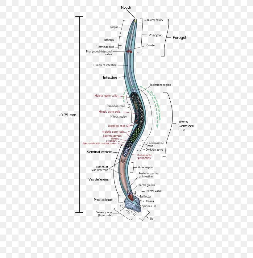 Roundworms Anatomy Trichinosis, PNG, 550x836px, Watercolor, Cartoon, Flower, Frame, Heart Download Free