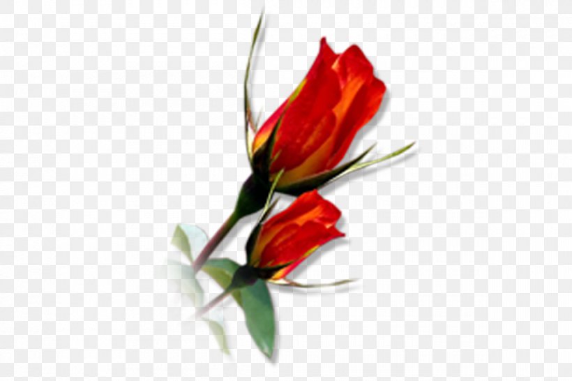 Cut Flowers Tulip Floral Design Floristry, PNG, 1200x800px, Flower, Bud, Cut Flowers, Floral Design, Floristry Download Free