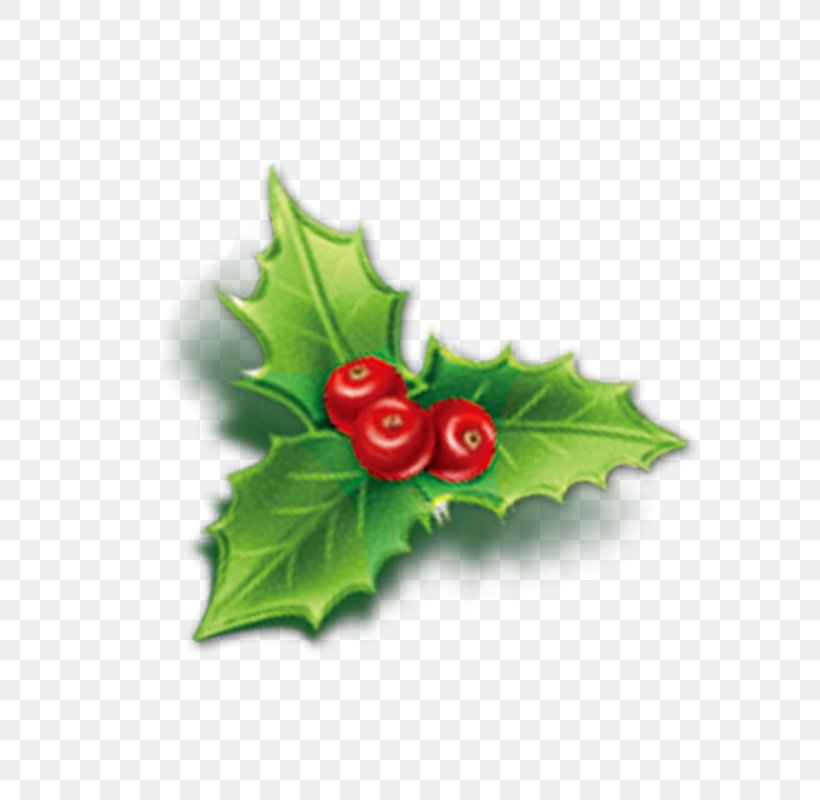 Holly Aquifoliales Christmas Mistletoe Icon, PNG, 800x800px, Holly, Aquifoliaceae, Aquifoliales, Christmas, Emoticon Download Free