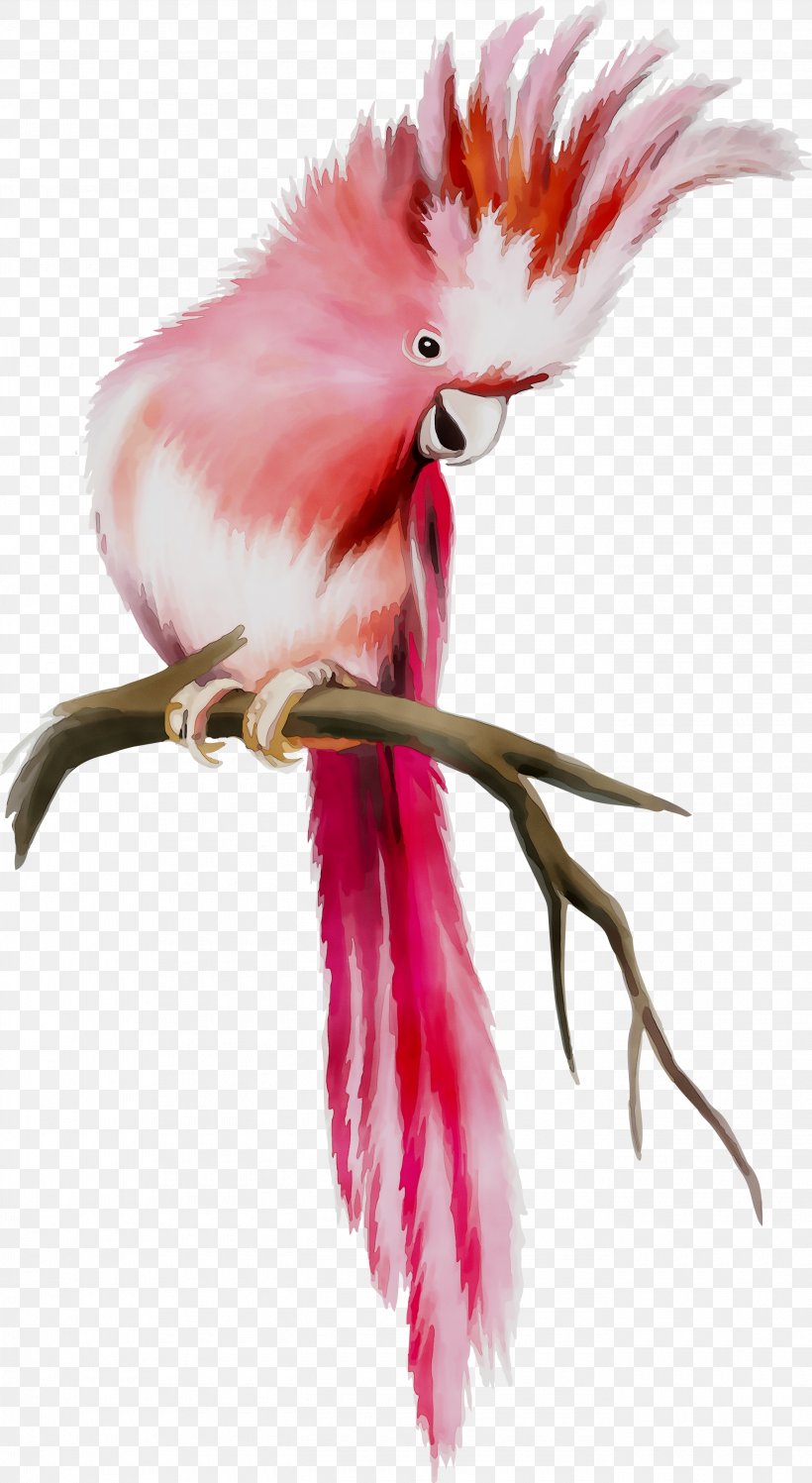 Illustration Feather Beak Chicken As Food, PNG, 2735x4995px, Feather, Beak, Bird, Chicken As Food, Cockatoo Download Free