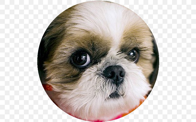 Shih Tzu Chinese Imperial Dog Puppy Dog Breed Companion Dog, PNG, 512x512px, Shih Tzu, Animal, Carnivoran, Chinese Imperial Dog, Companion Dog Download Free
