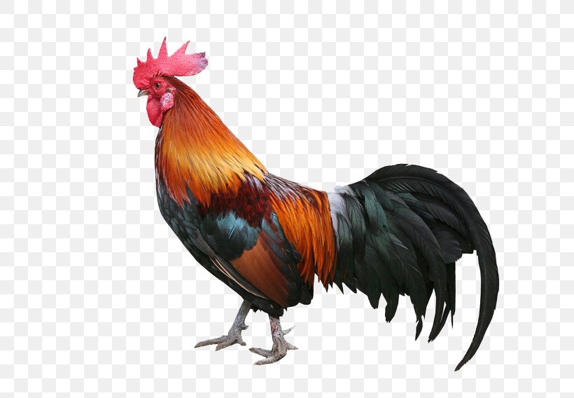 Welsummer Keema Chicken Meat Rooster Poultry Farming, PNG, 700x568px, Welsummer, Aavakaaya, Beak, Bird, Chicken Download Free