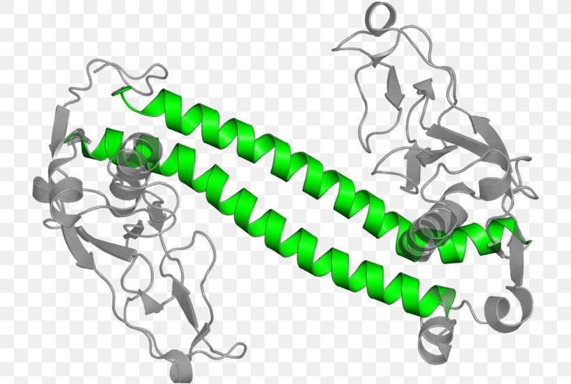 Ap1 Transcription Factor Green, PNG, 730x551px, Ap1 Transcription Factor, Body Jewellery, Chain, Green, Jewellery Download Free