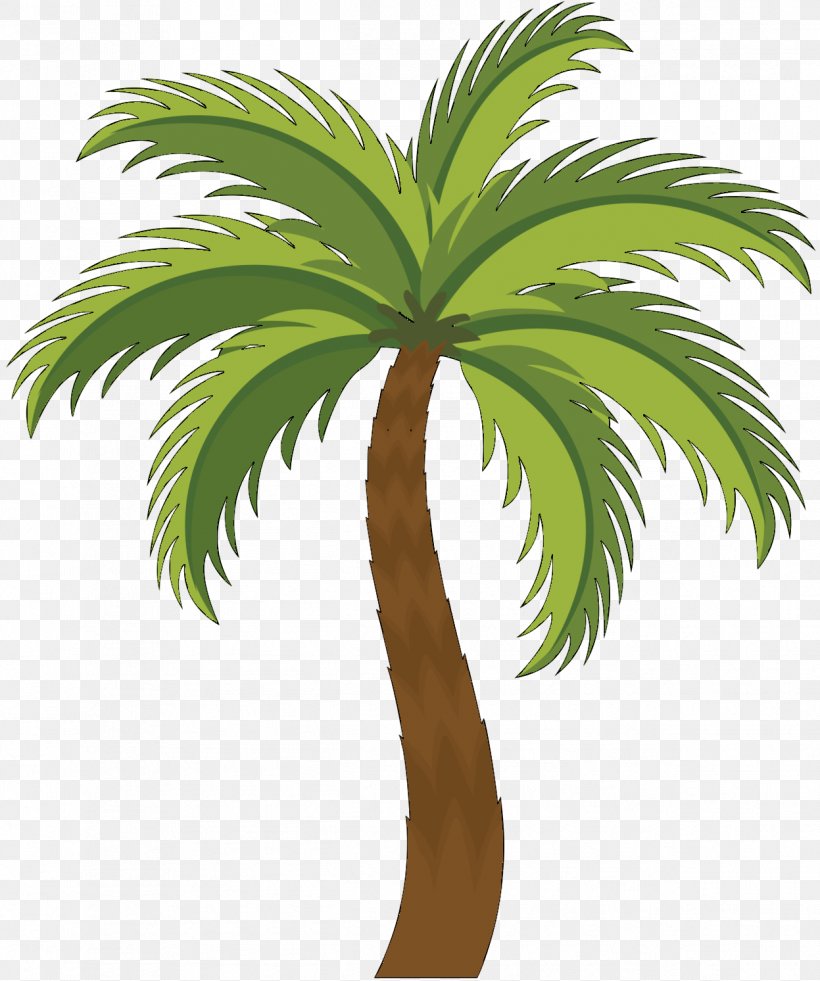 Asian Palmyra Palm Palm Trees Trachycarpus Fortunei Chamaerops Humilis, PNG, 1247x1492px, Asian Palmyra Palm, Arecales, Attalea Speciosa, Babassu, Botany Download Free