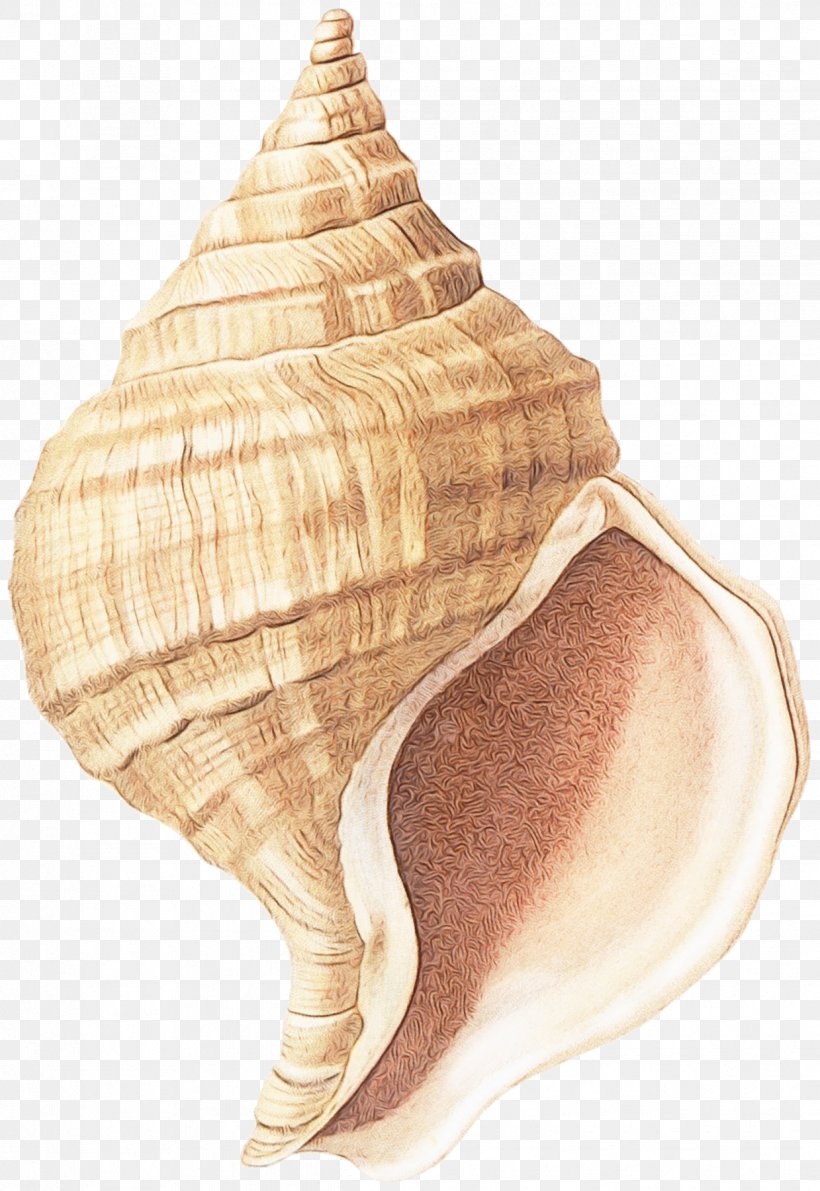 Conch Conch Shankha Shell Sea Snail, PNG, 1239x1800px, Watercolor, Bivalve, Conch, Lymnaeidae, Paint Download Free