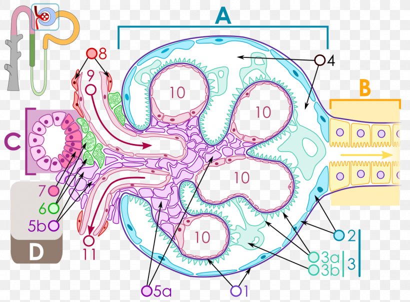 Renal Corpuscle Glomerulus Bowman's Capsule Juxtaglomerular Apparatus Kidney, PNG, 1280x944px, Watercolor, Cartoon, Flower, Frame, Heart Download Free