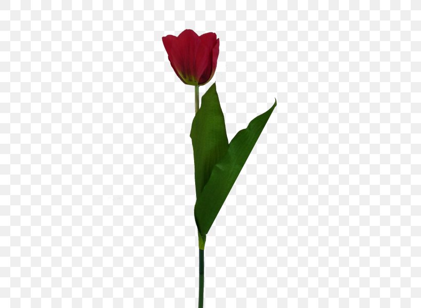 Tulip Cut Flowers Petal Plant Stem, PNG, 600x600px, Tulip, Bud, Cartilage, Cartilage Piercing, Cut Flowers Download Free