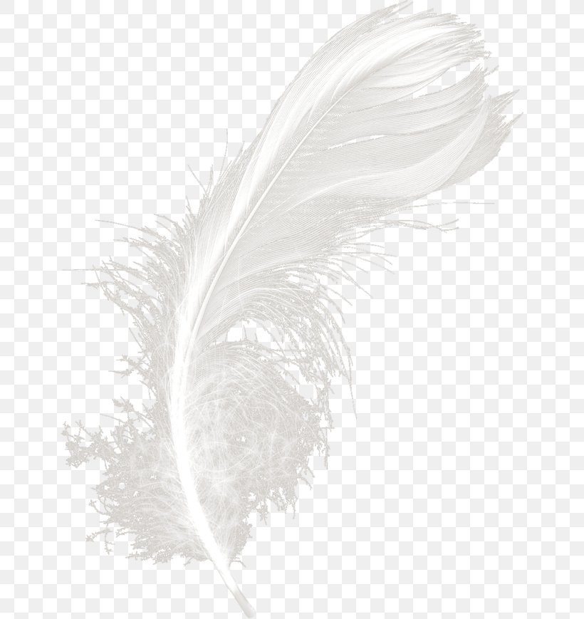 White Feather Black, PNG, 650x869px, White, Black, Black And White, Feather, Material Download Free