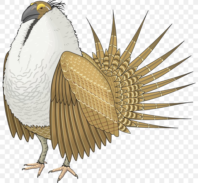 Bird Royalty-free Grouse Clip Art, PNG, 800x760px, Bird, Art, Beak, Bird Of Prey, Chicken Download Free