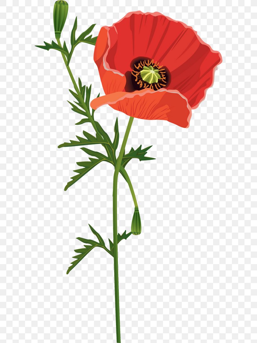 Common Poppy Flower Opium Poppy, PNG, 600x1091px, Poppy, Blume, Common Poppy, Coquelicot, Cut Flowers Download Free