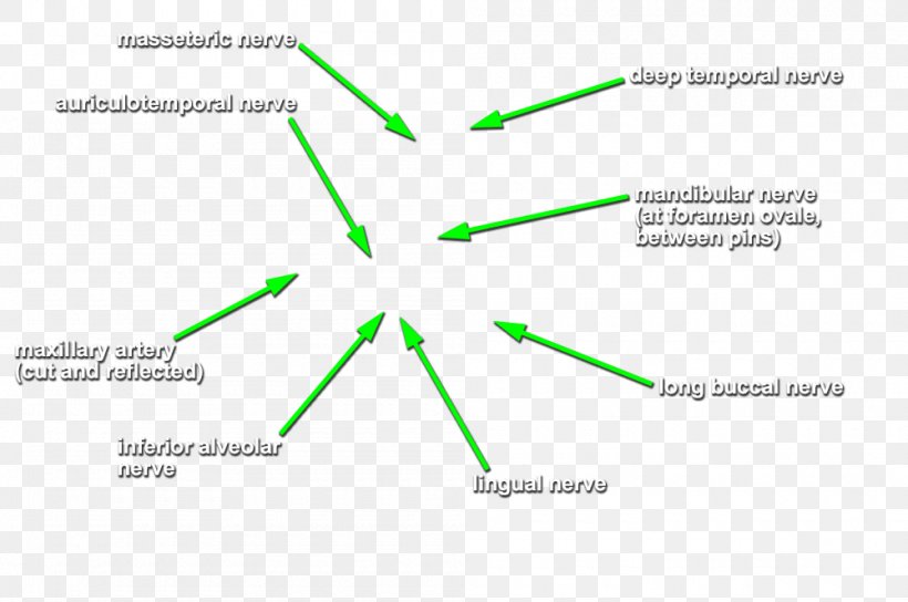 Green Line Product Design Angle Diagram, PNG, 1000x664px, Green, Area, Diagram, Text Download Free