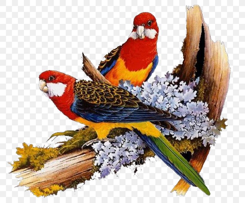 Lovebird Parrot Beautiful Australian Birds Animation, PNG, 789x680px, Watercolor, Cartoon, Flower, Frame, Heart Download Free