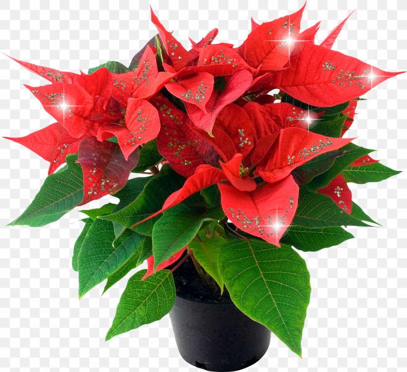 Poinsettia Christmas Plants Flower Houseplant, PNG, 1600x1463px, Poinsettia, Artificial Flower, Bract, Christmas, Christmas Plants Download Free