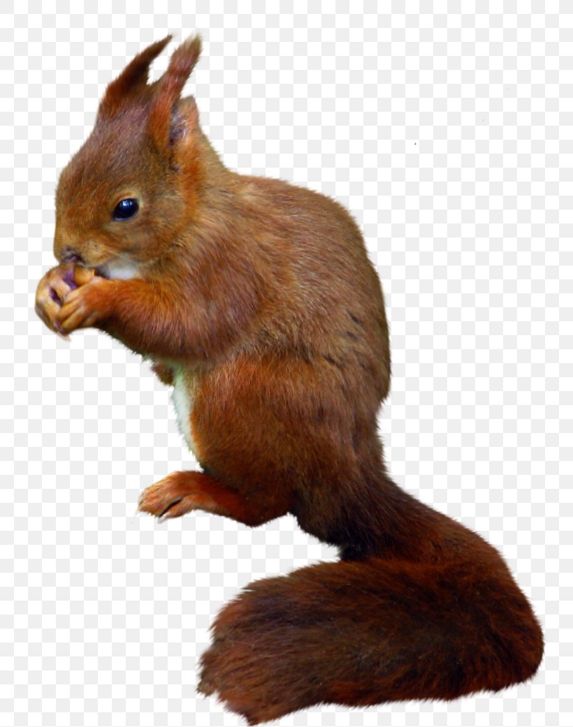 Tree Squirrel Rodent Red Squirrel Eastern Gray Squirrel, PNG, 768x1041px, Squirrel, Chipmunk, Dog, Eastern Gray Squirrel, Fauna Download Free