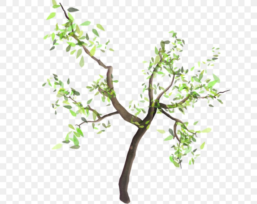 Twig Tree Branch Nursery Shrub, PNG, 650x650px, Twig, Baner, Birch, Branch, Conifers Download Free