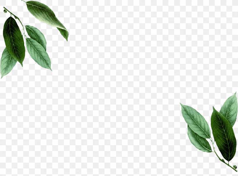 Branch Leaf Season Plant Stem Pimenta Racemosa, PNG, 1500x1109px, Branch, Autumn, Bay Leaf, Garden, Herbalism Download Free