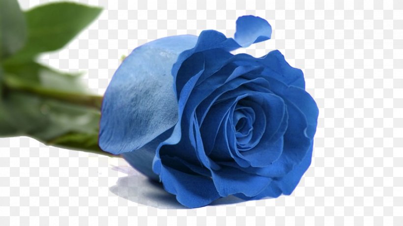 Desktop Wallpaper Rose Book Love, PNG, 1140x640px, Rose, Blue, Blue Rose, Book, Cobalt Blue Download Free