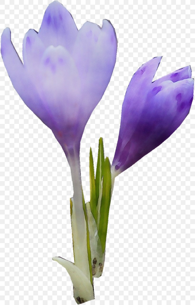 Flower Flowering Plant Tommie Crocus Spring Crocus Purple, PNG, 817x1280px, Watercolor, Crocus, Flower, Flowering Plant, Paint Download Free