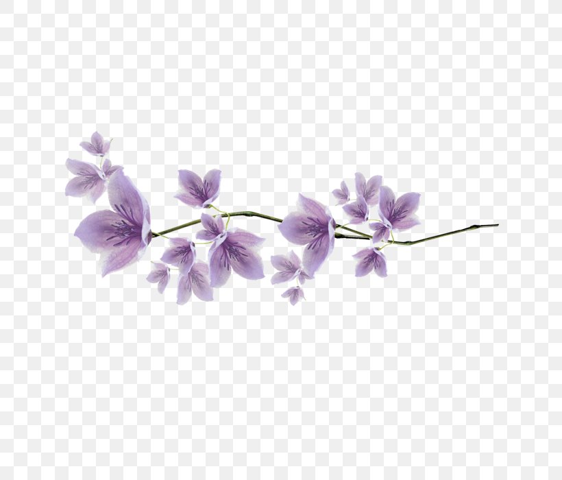 Image Design Download, PNG, 700x700px, Plants, Branch, Copyright, Dendrobium, Flower Download Free