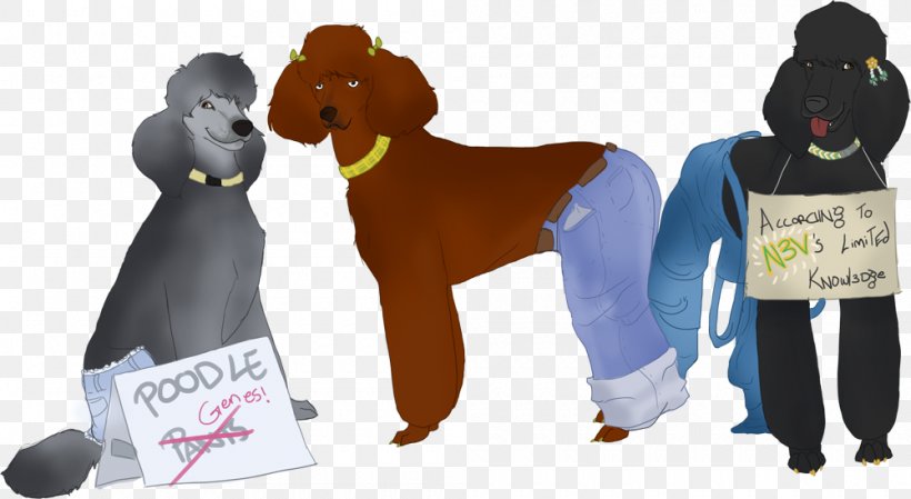 Standard Poodle Puppy Cat Dog Grooming, PNG, 1000x548px, Poodle, Animal, Bark, Breed, Cat Download Free