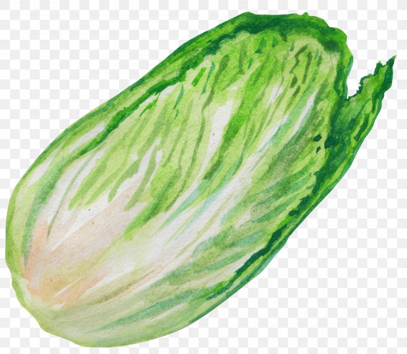 Chinese Cabbage Leaf Vegetable, PNG, 2300x2000px, Cabbage, Brassica Oleracea, Capsicum Annuum, Chinese Cabbage, Drawing Download Free