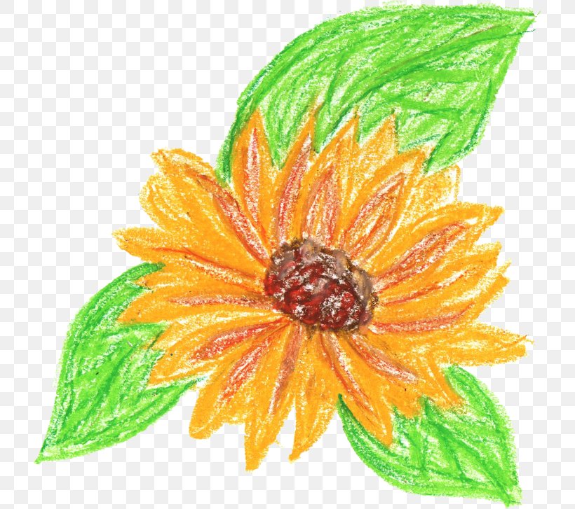 Flower Drawing, PNG, 725x727px, Flower, Common Sunflower, Crayon, Daisy Family, Drawing Download Free
