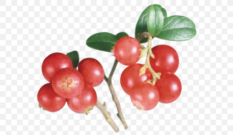 Lingonberry Barbados Cherry Cranberry Extract, PNG, 600x474px, Lingonberry, Acerola, Acerola Family, Auglis, Barbados Cherry Download Free