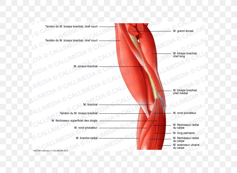 Thumb Elbow Muscle Arm Muscular System, PNG, 600x600px, Watercolor, Cartoon, Flower, Frame, Heart Download Free