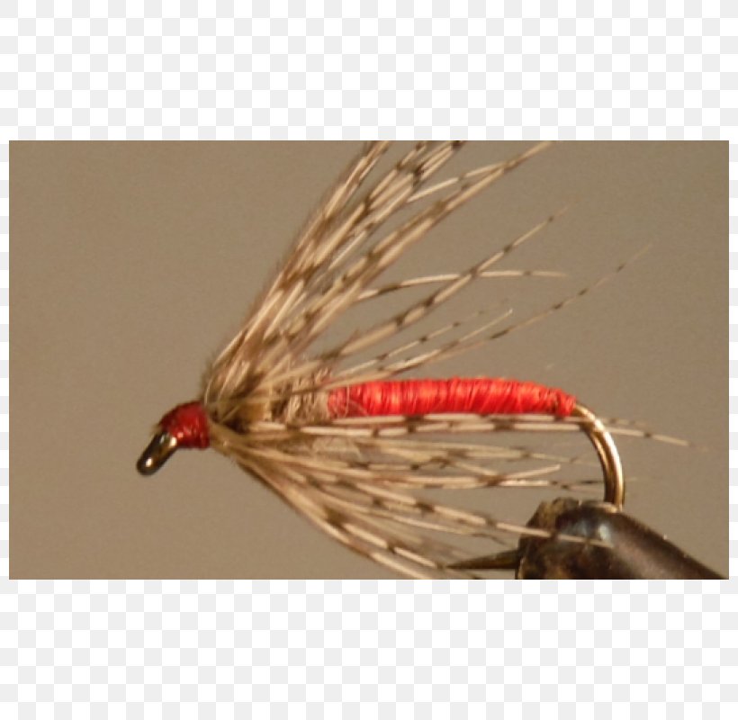 Artificial Fly Insect, PNG, 800x800px, Artificial Fly, Fishing Bait, Fishing Lure, Insect, Membrane Winged Insect Download Free
